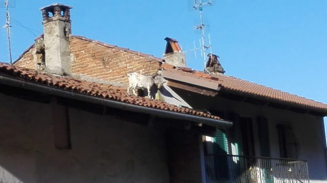 Capra sul tetto salvata dai Vigili del Fuoco