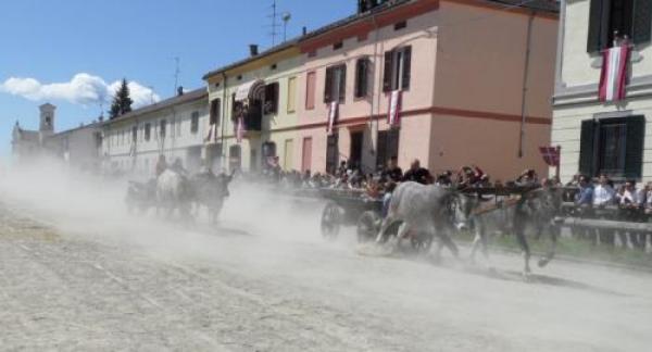 Corsa dei Buoi di Caresana più forte degli animalisti