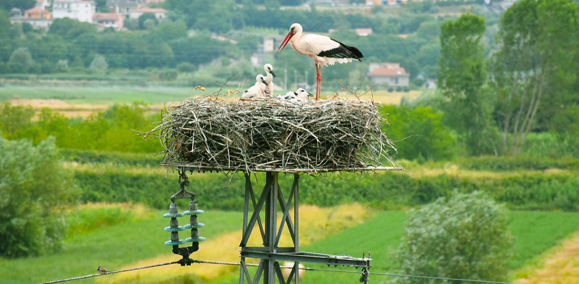 A Carisio le cicogne sono diventate stanziali