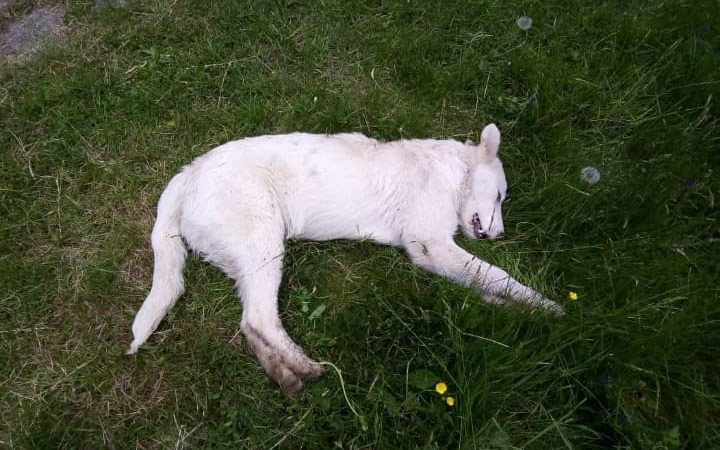 Cucciolo ucciso a bastonate: 5 mila euro di taglia sul colpevole