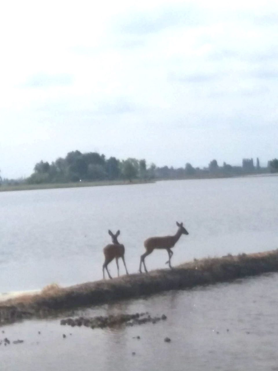 “Bambi” persi tra le risaie