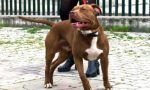 Pitbull Santhià: tutta Italia parla del caso