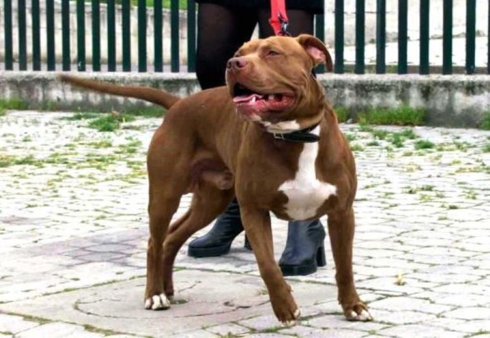 Pitbull Santhià: tutta Italia parla del caso