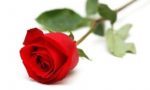 A San Valentino la rosa è un business da 80 milioni