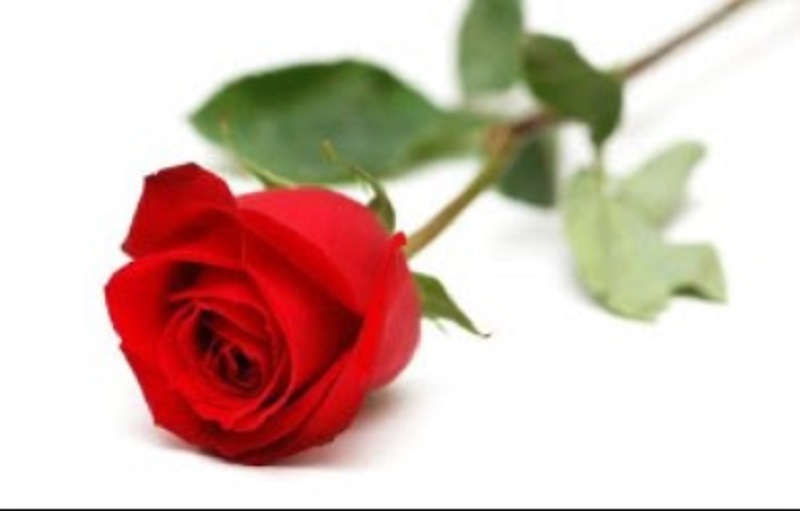 Una Rosa per la mamma e un aiuto a Diapsi