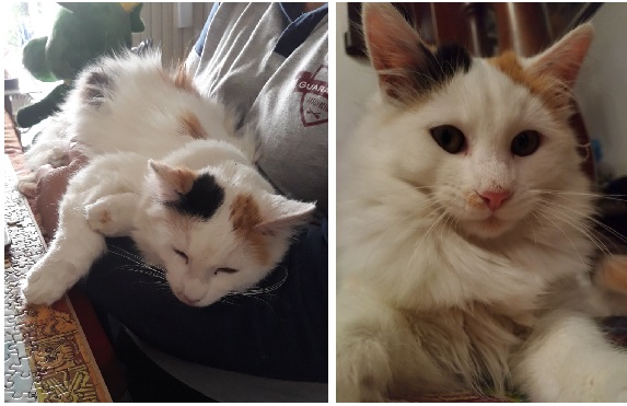 Caresanablot dà la caccia al bastardo che ha sparato alla gattina