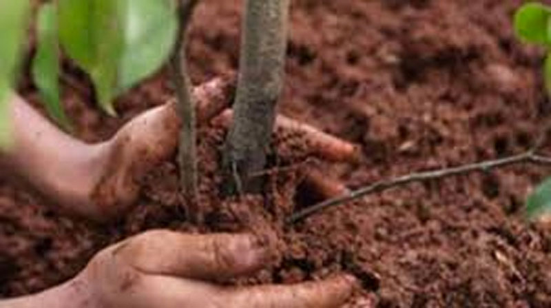 Festa “Un bimbo un albero” a Santhià