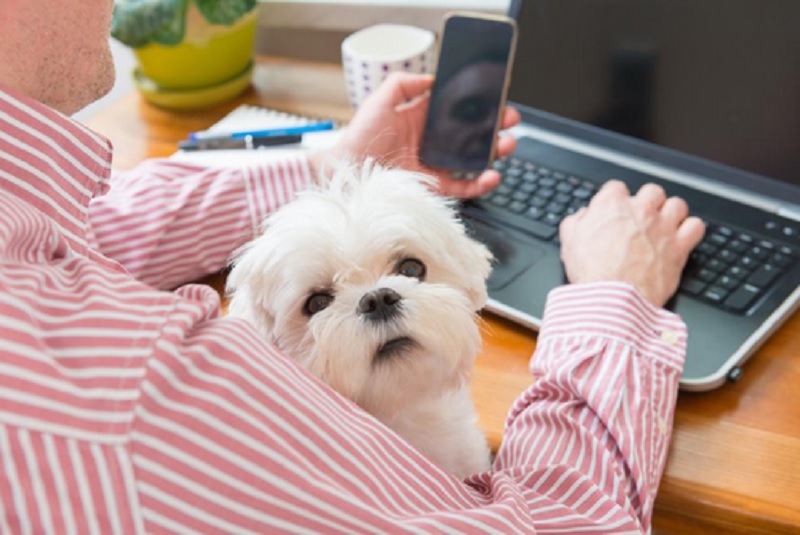 Giornata del cane in ufficio