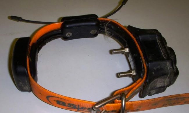 Denunciato per maltrattamenti: usa collare elettrico