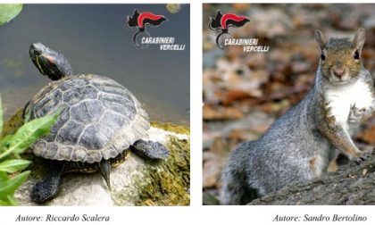 Carabinieri Forestali: termini per denunciare animali esotici