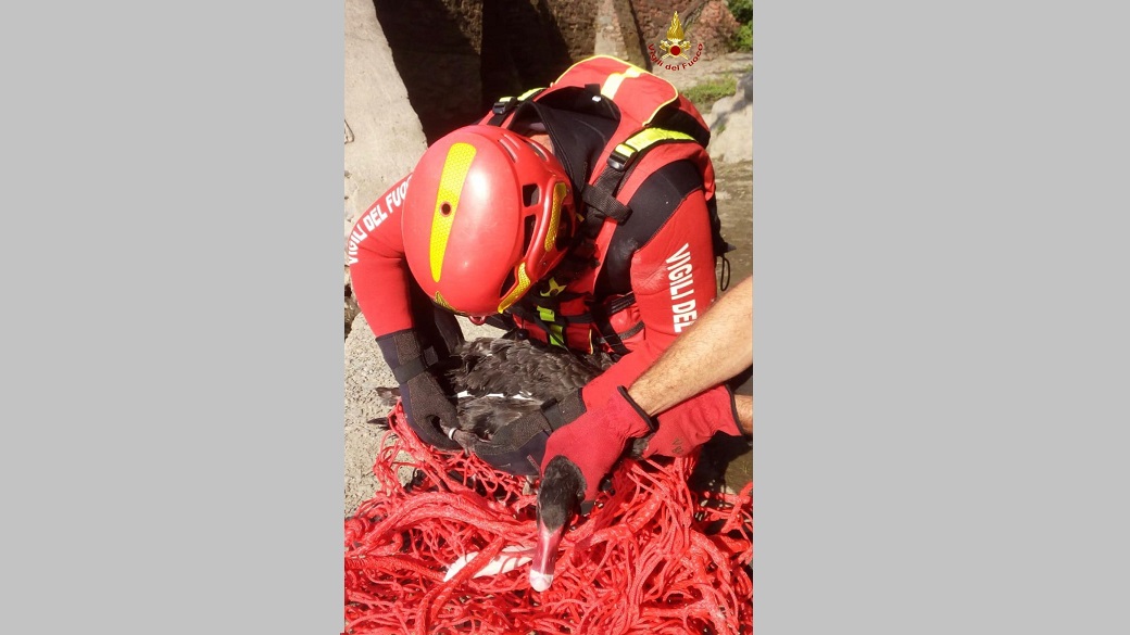 Cigno nero salvato dai vigili del fuoco