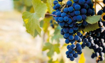 Coldiretti: ottima qualità dei vini della zona. Parte la vendemmia con la prima settimana di settembre anche nelle province di Vercelli e Biella.   Coldiretti: ottima qualità dei vini vercellesi