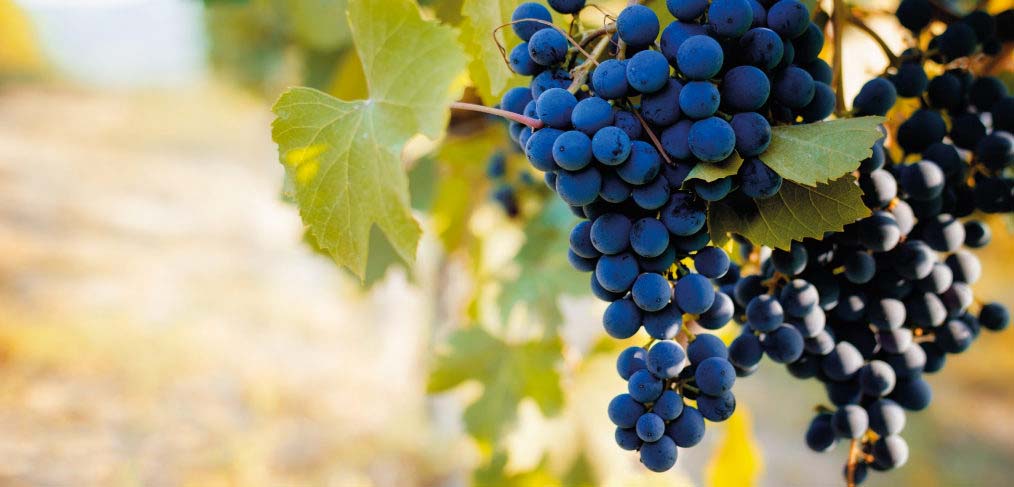 Coldiretti: ottima qualità dei vini della zona. Parte la vendemmia con la prima settimana di settembre anche nelle province di Vercelli e Biella.   Coldiretti: ottima qualità dei vini vercellesi