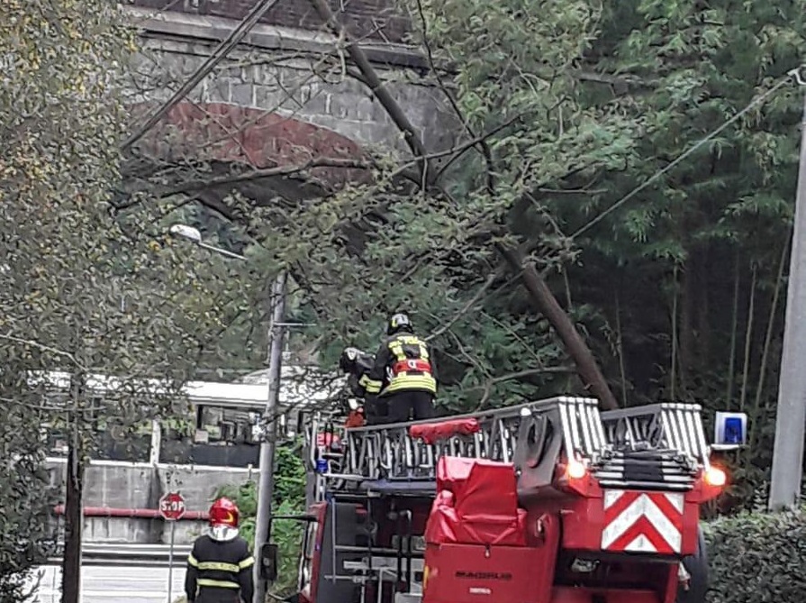 Alberi pericolanti: evitati crolli sulla strada