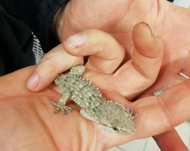 Torino: drago barbuto sul balcone