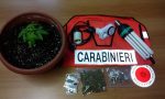 Serra per cannabis in casa: arrestato