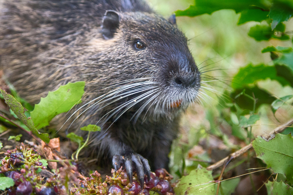 San Nazzaro Sesia: annullata la Sagra della Nutria