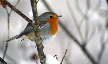 Aiutare gli uccellini ad affrontare l'inverno: i consigli della LNDC