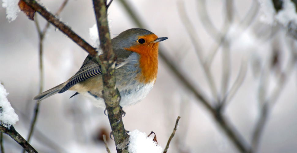 Aiutare gli uccellini ad affrontare l’inverno: i consigli della LNDC