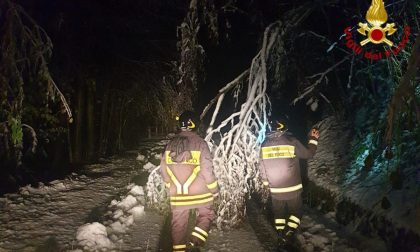 Cravagliana: alberi caduti per neve