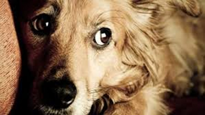 Raccolta alimentare per gli animali abbandonati con NovaCoop
