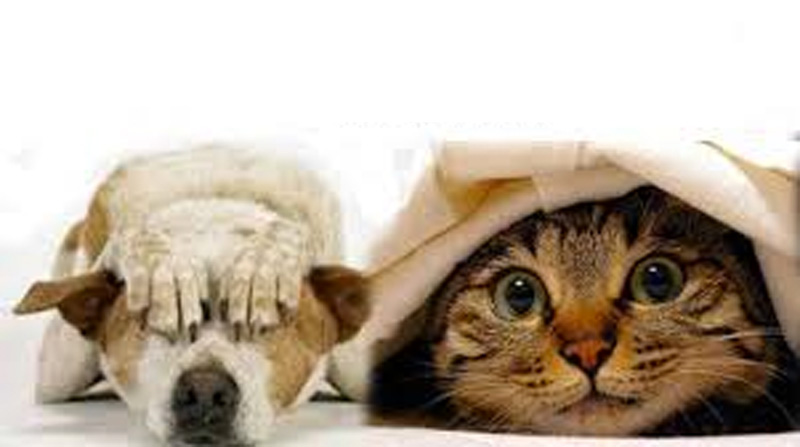 Strage di cani e gatti per i botti