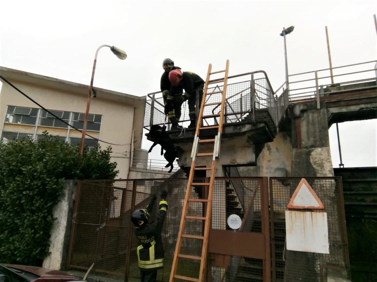 Cane finisce nel canale: salvato dai Vigili del Fuoco