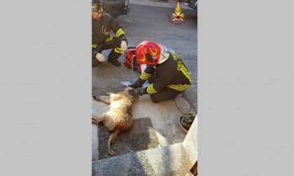 Incendio in casa, cane e gatti salvati dai pompieri