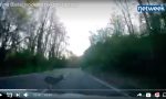 Traffico intenso a Biella, taxi investe un capriolo - video