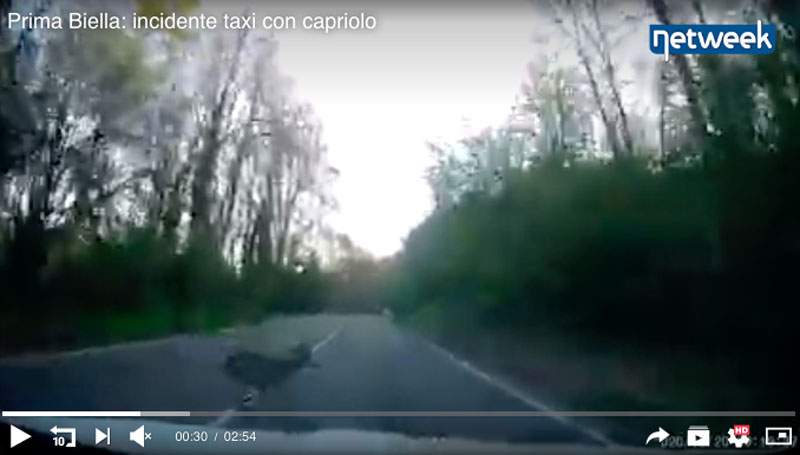 Traffico intenso a Biella, taxi investe un capriolo – video