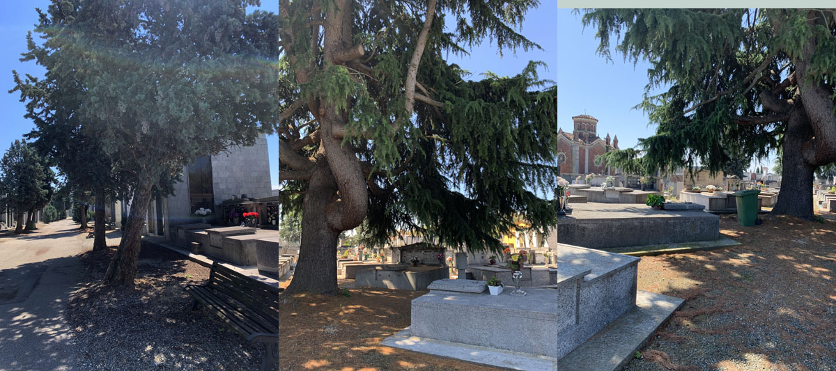 Cimitero Vercelli: alberi pericolosi, il pd interroga il Sindaco