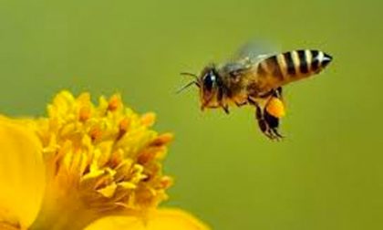Giornata mondiale delle api: 20 maggio