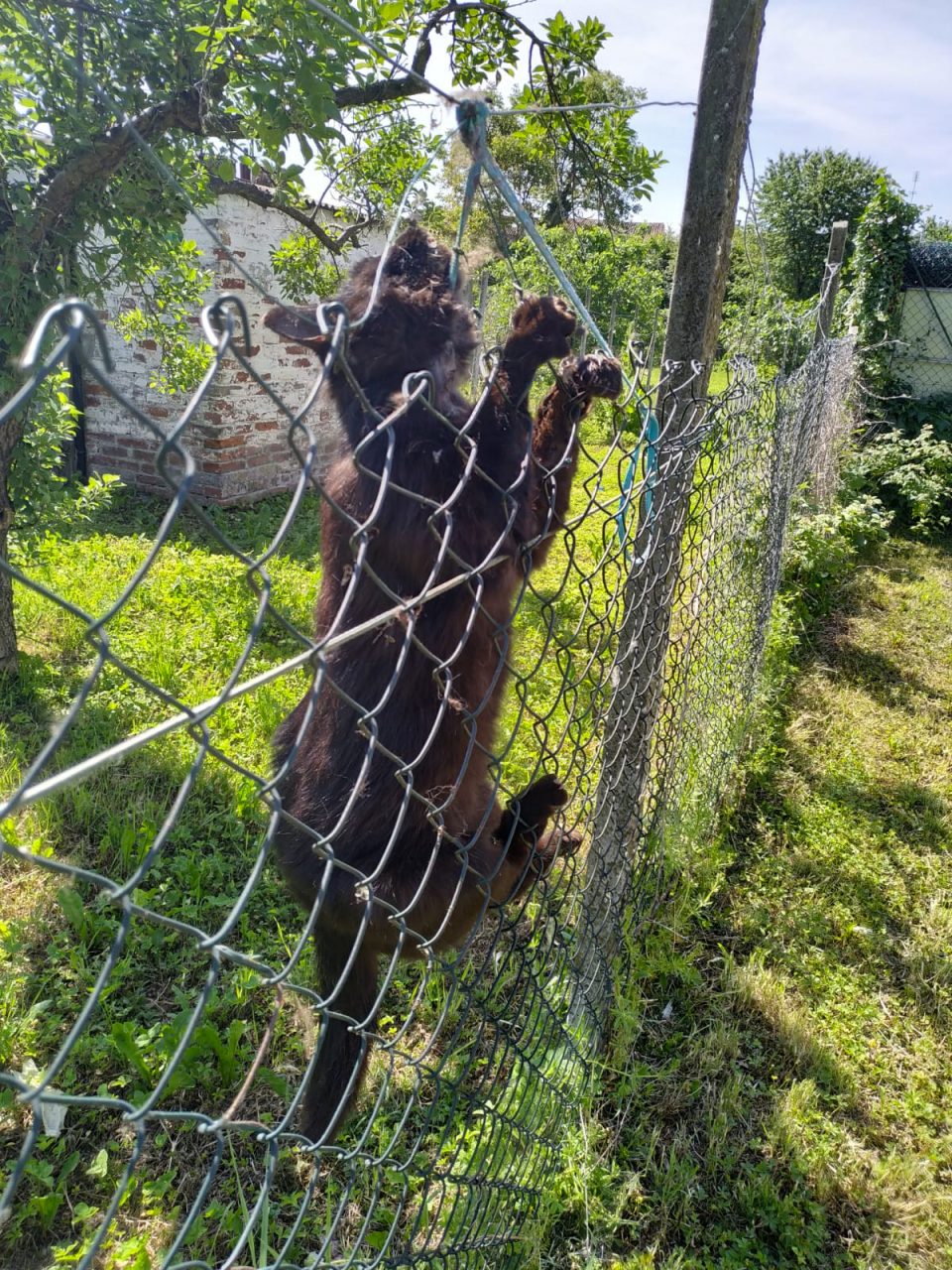 Gatto impiccato a Balzola: la denuncia della LNDC