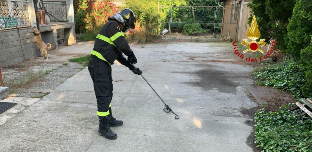 Santhià: rettili in via XXV Aprile