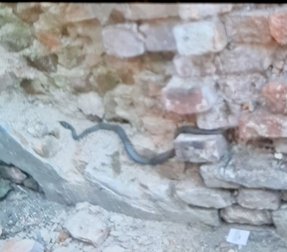 Asigliano: grosso rettile vicino al muraglione