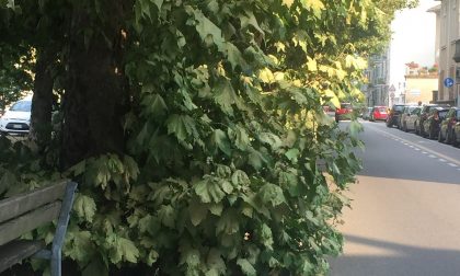 Giungla Vercelli: gli arbusti invadono anche le strade