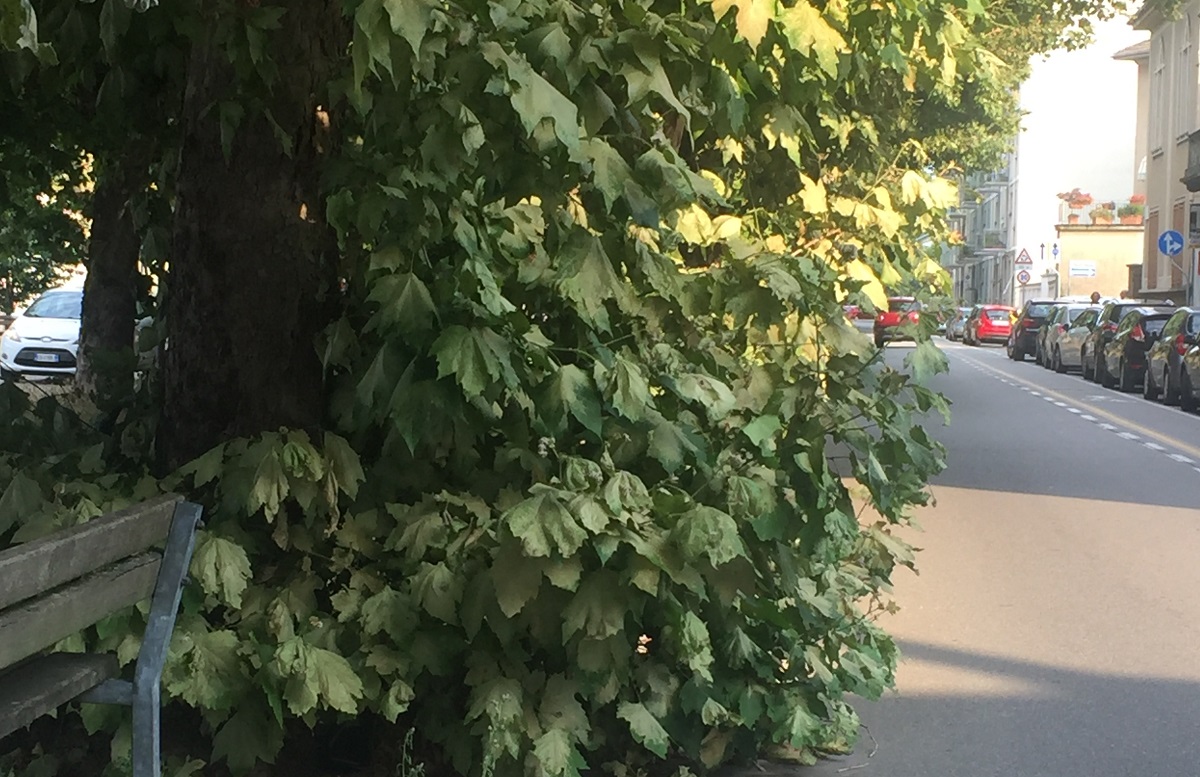 Giungla Vercelli: gli arbusti invadono anche le strade