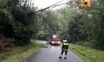 Roasio: pianta pericolante in strada Vellana