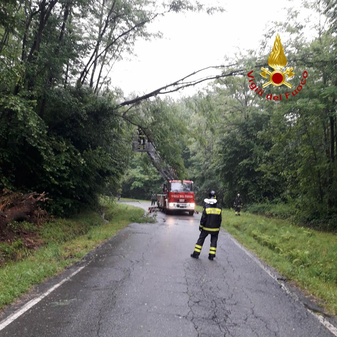 Roasio: pianta pericolante in strada Vellana