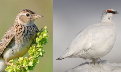 La Lac: "7 specie di uccelli condannate a morte dalla Regione"
