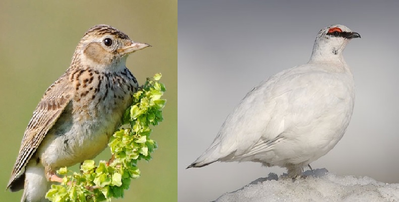 La Lac: “7 specie di uccelli condannate a morte dalla Regione”