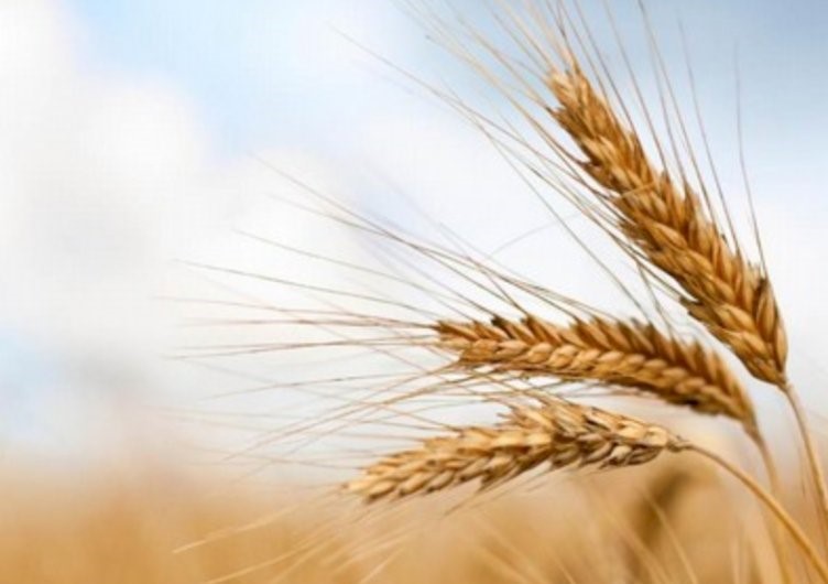Gran Piemonte: il progetto di filiera coinvolge Vercelli
