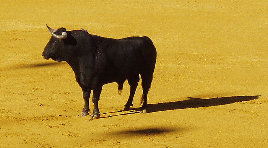 Giallo insegnante uccisa: si fa strada l’ipotesi di un toro