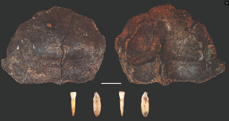 Neanderthal in Valsesia: nuove scoperte alla Ciota Ciara