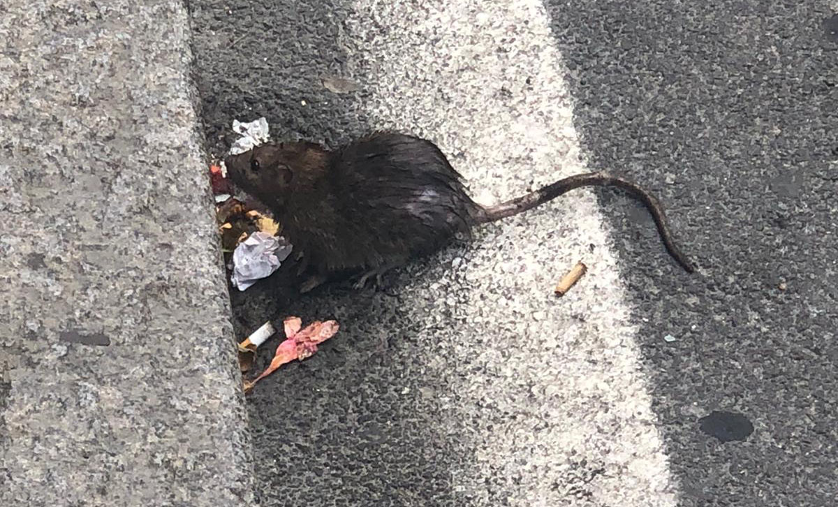Viale Garibaldi: c’è un topo a spasso