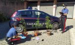 Piante di marijuana in casa: arrestato