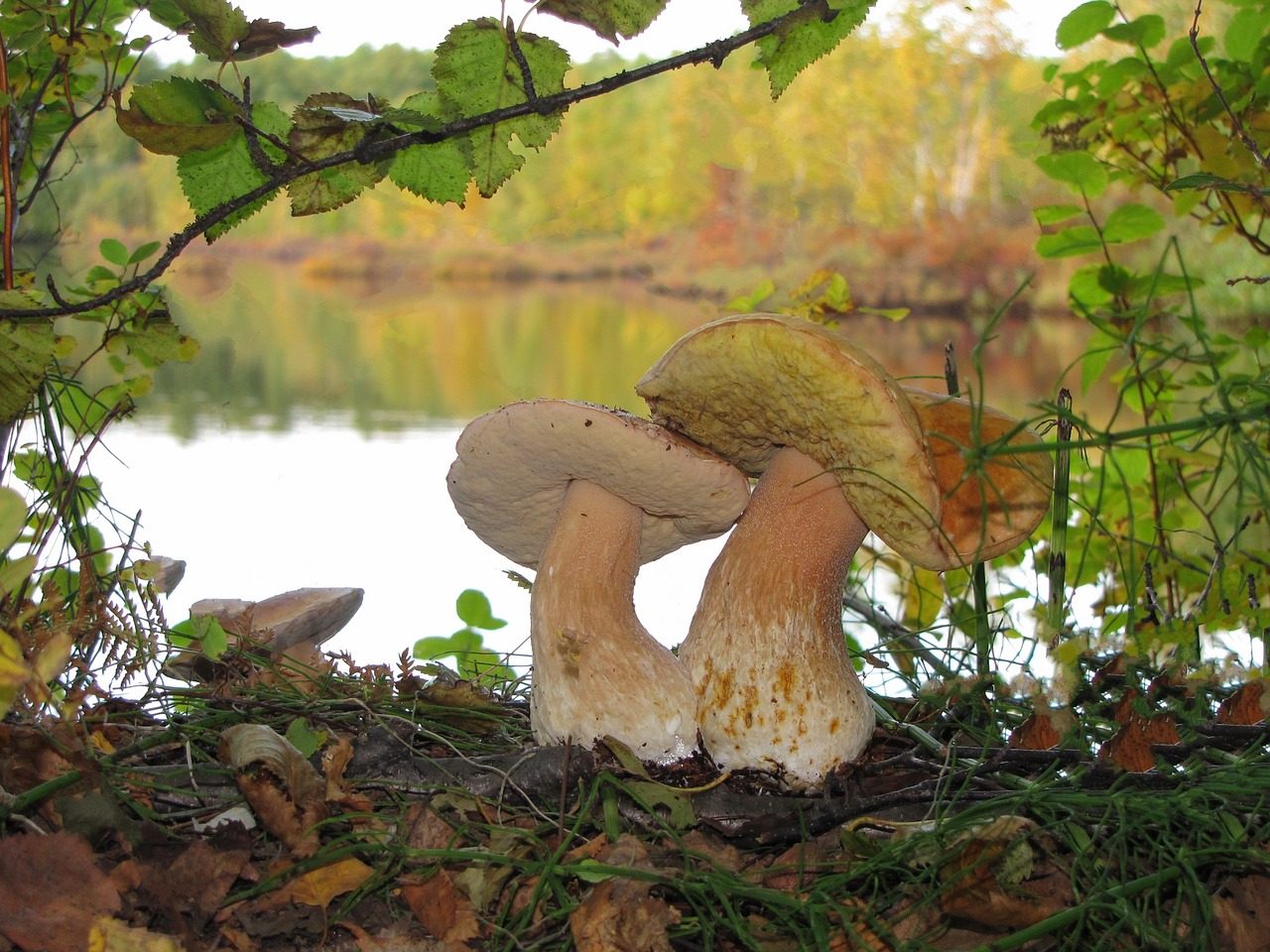 Raccolta funghi: attivato il servizio di pagamento tramite PiemontePay