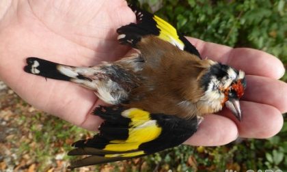 Bracconaggio: Livorno, sorpreso a catturare uccelli con trappole illegali -  Caccia Passione