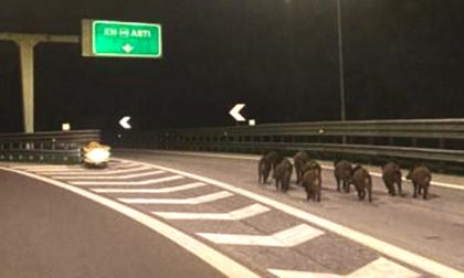 La foto del branco di cinghiali a spasso in autostrada… che rischio!