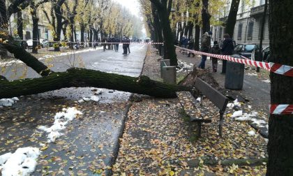 Ennesimo albero schiantato, è un problema serio